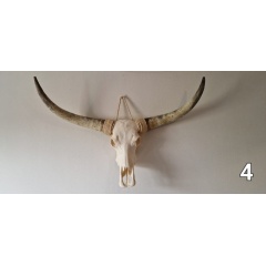 schedel-04