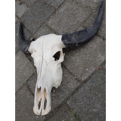 schedel_006