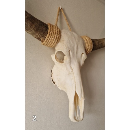 schedel-02